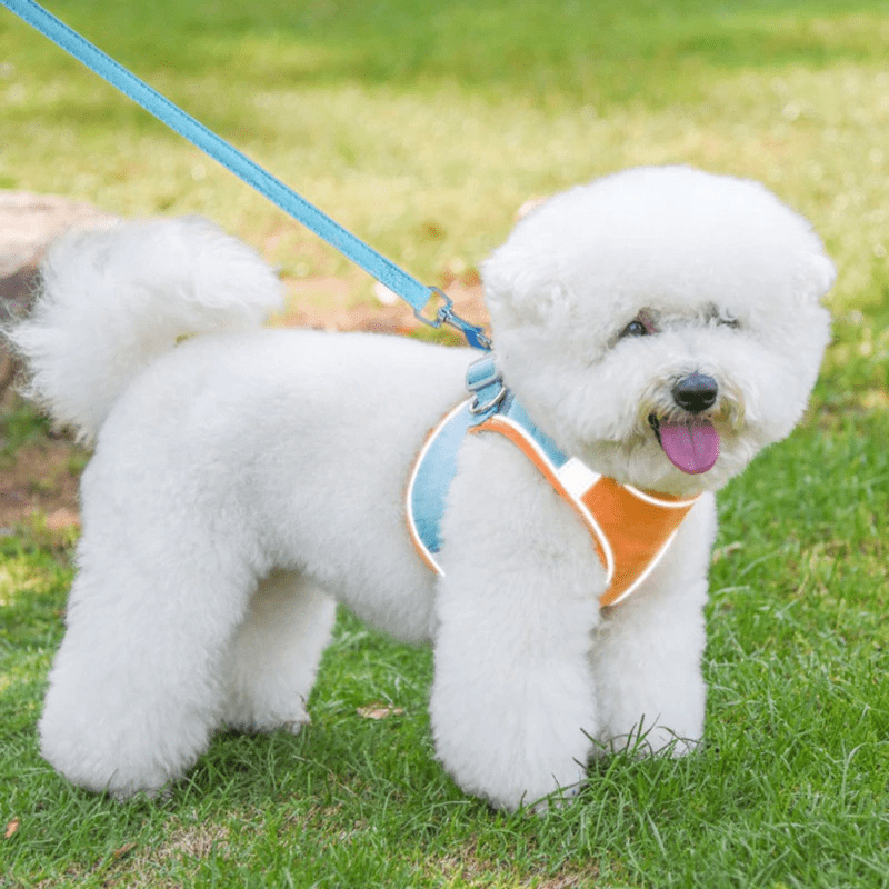 Reflective Cat harness and leash