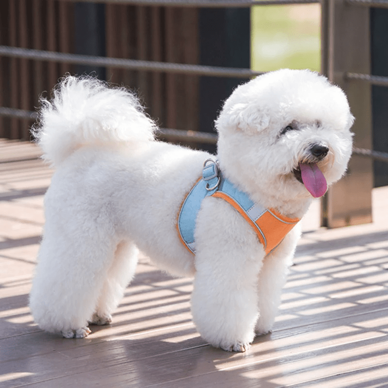 Reflective Cat harness and leash