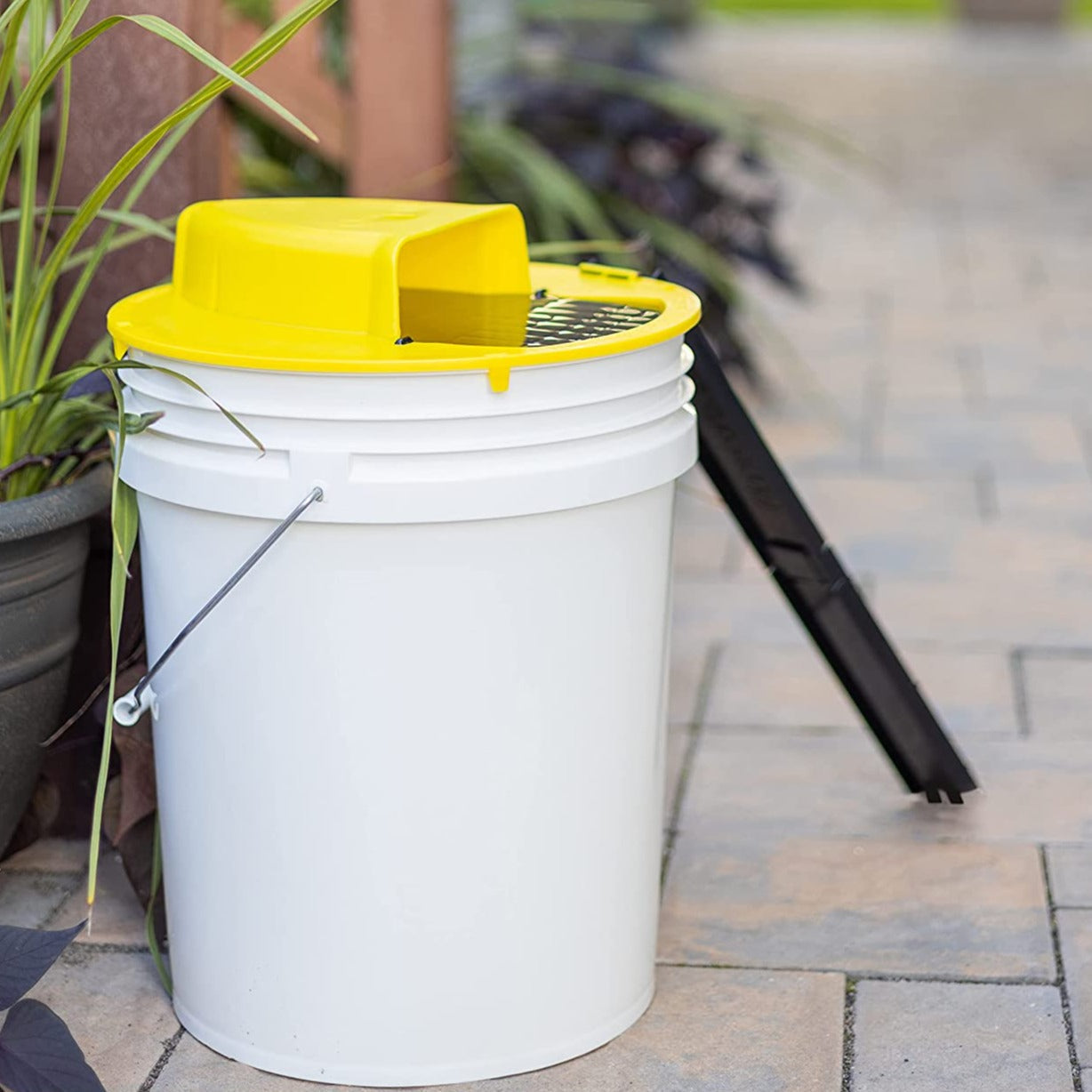 Humane Mouse Trap Bucket | Trap Door Style