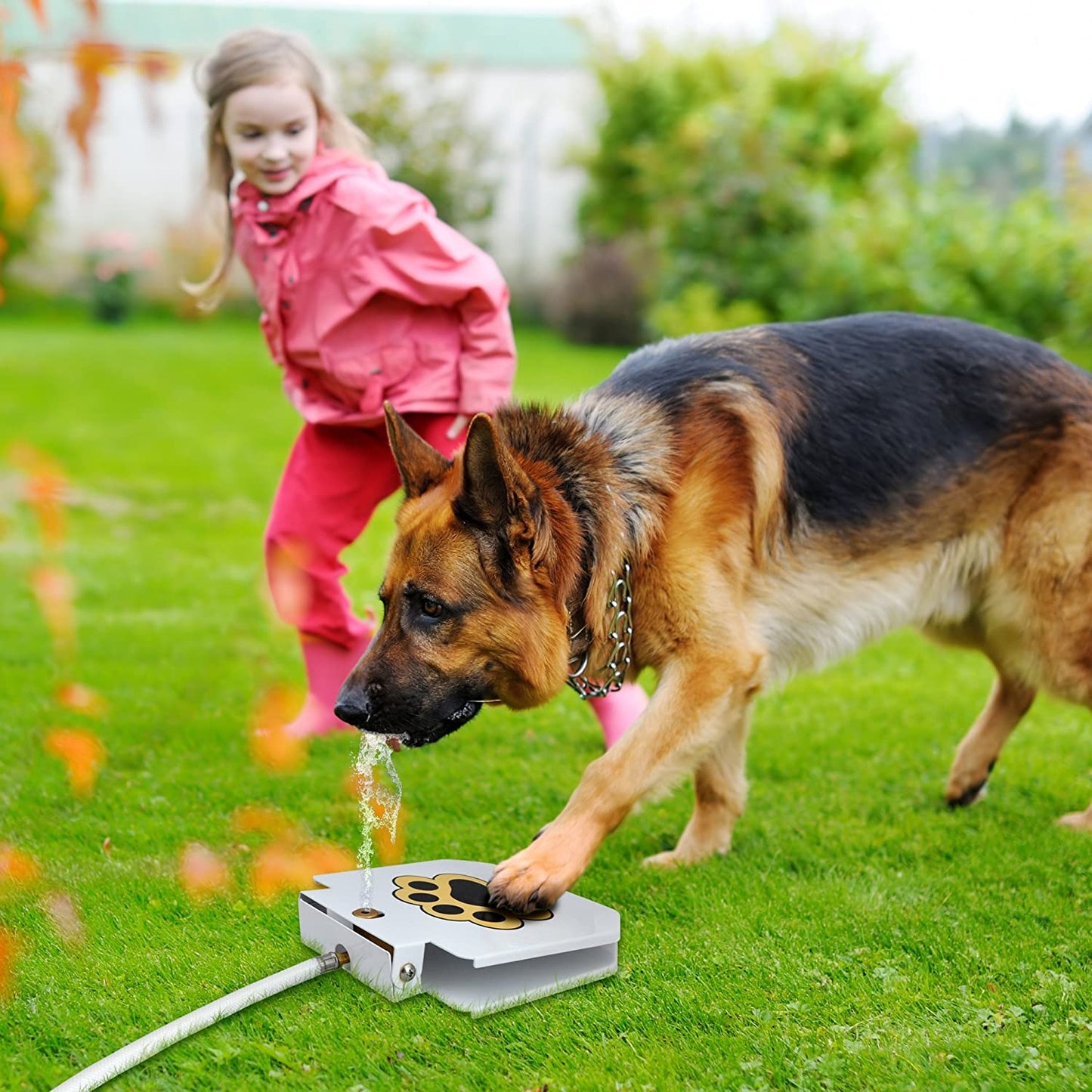 Dog Water Fountain