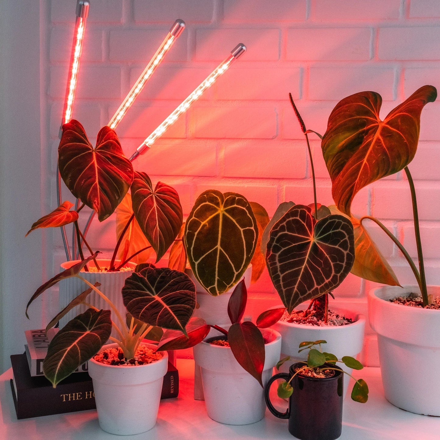 Grow Light for Indoor Plants