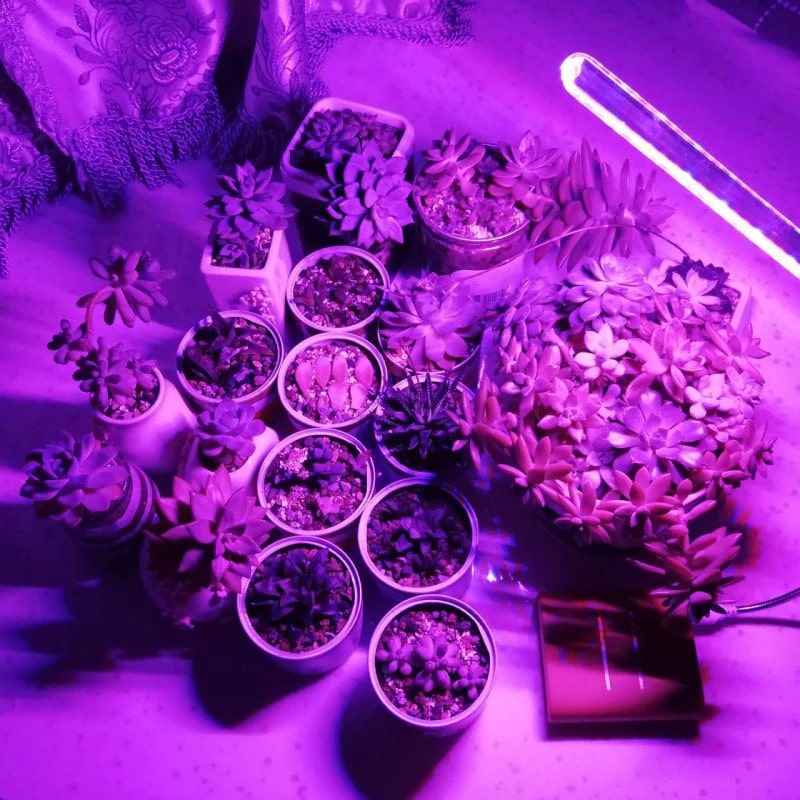 UV Light For Plants