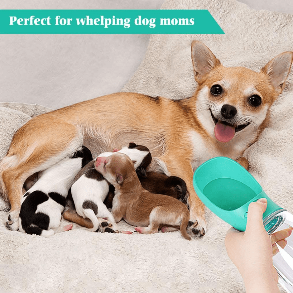 Dog Water Bottle